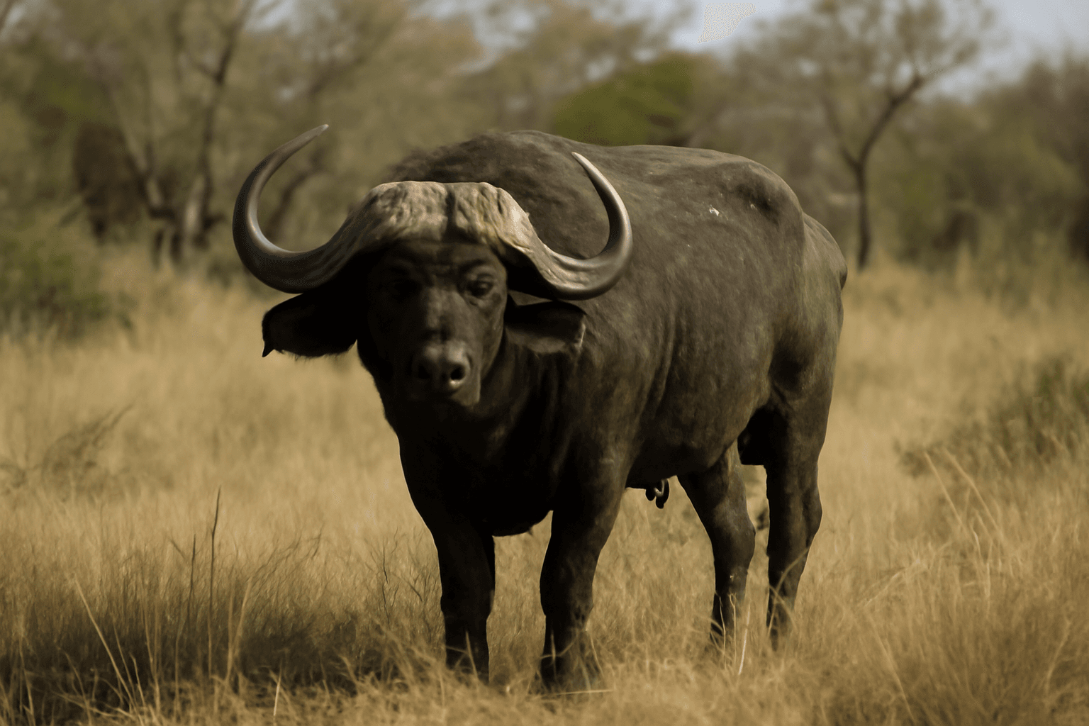 Texas Big-Game Hunter Killed by Cape Buffalo During South African Safari Texas Big-Game Hunter Killed by Cape Buffalo During South African Safari