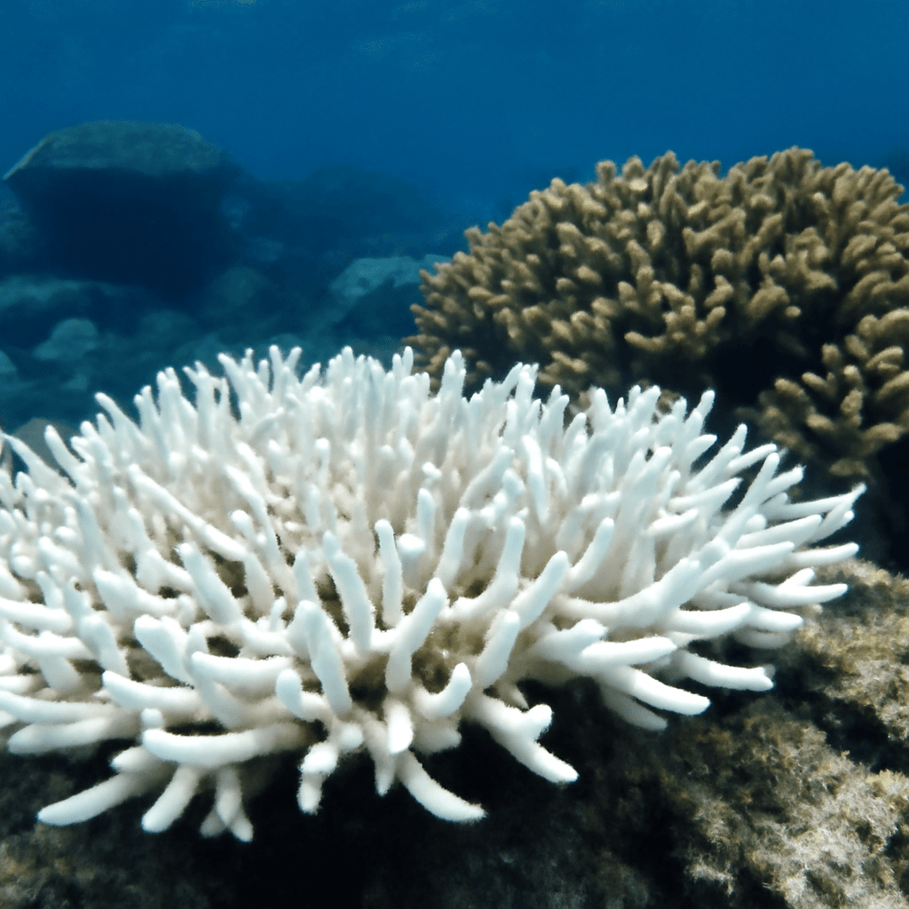 What Happens to Coral Reefs as Global Temperatures Rise Beyond 1.5°C What Happens to Coral Reefs as Global Temperatures Rise Beyond 1.5°C