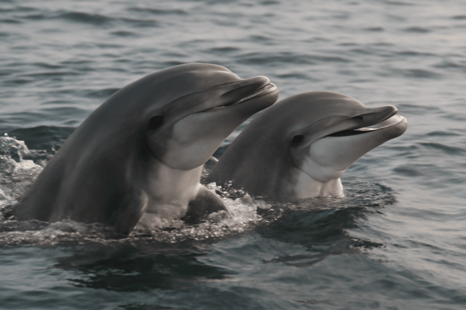 Dolphins' Signature Whistles: The Acoustic Equivalent of Facial Expressions Dolphins' Signature Whistles: The Acoustic Equivalent of Facial Expressions